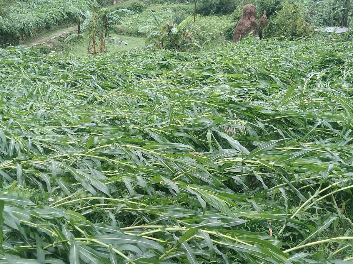 बर्षा र हावाहुरीले मकैबालीमा क्षति, बैतडीका किसान चिन्तित 